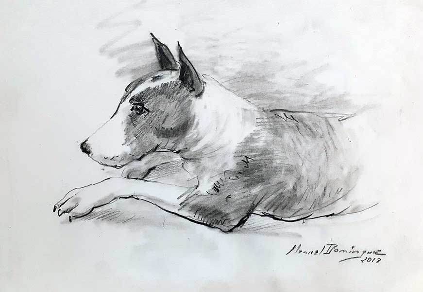 Bull Terrier- 10