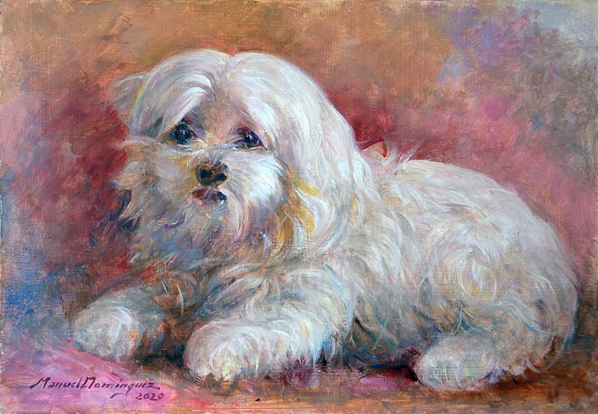 Bichon Maltes. Retrato al óleo por encargo. 