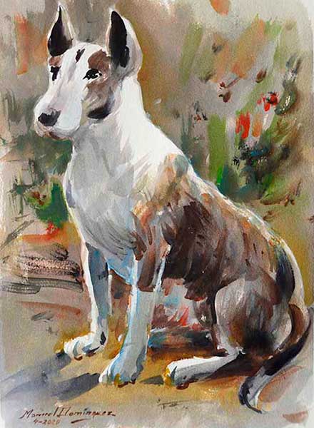 Bull Terrier 6