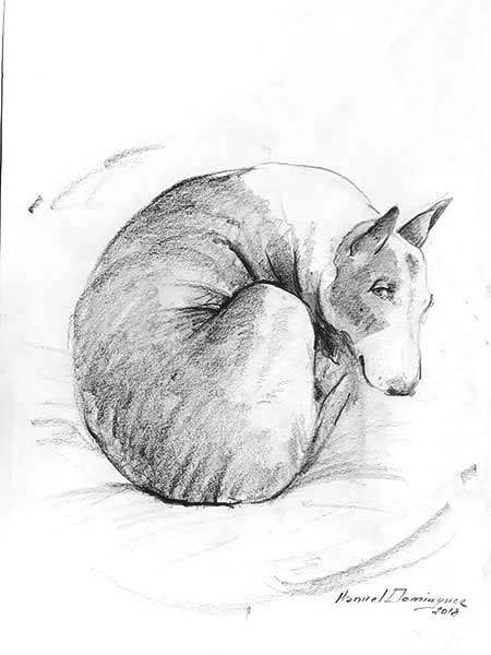 Bull Terrier acurrucado.Dibujo a grafito- 8